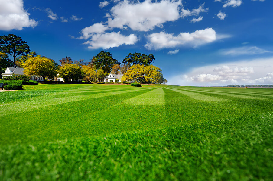 Get a lawn that looks like a golf course fairway with these tips.