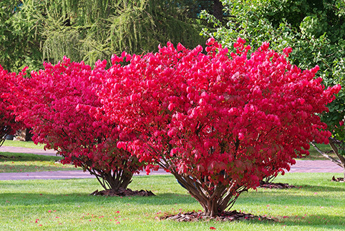 Colourful Autumn Plants burning bush in fall landscaping