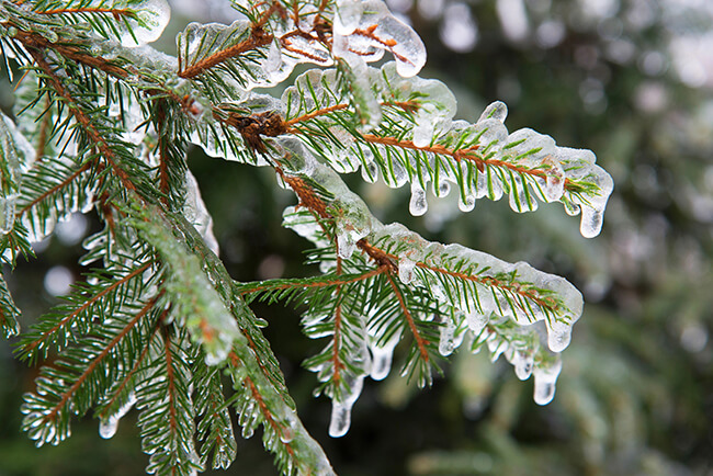 Caring for Ice-damaged Trees and Shrubs