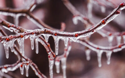 Caring for Ice-Damaged Trees and Shrubs