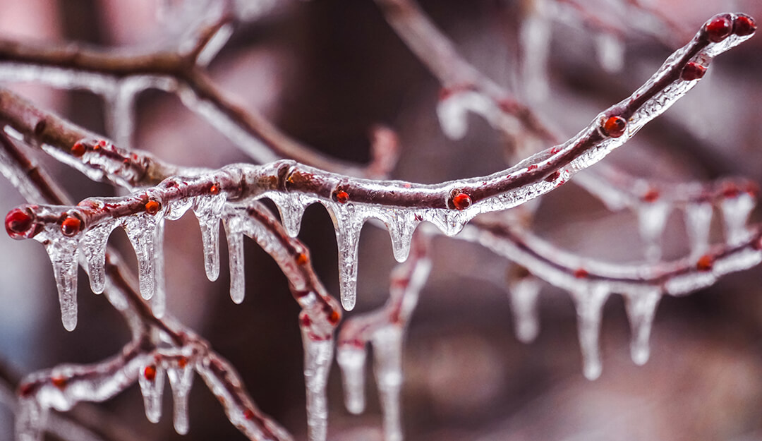 Caring for Ice-damaged Trees and Shrubs