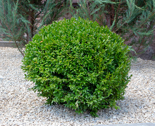 The Boxwood is an excellent choice for a small yard.