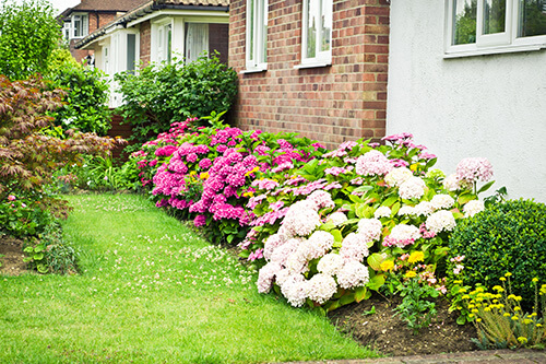 rhododendrons are relatively compact and add bursts of colour to small backyard gardens