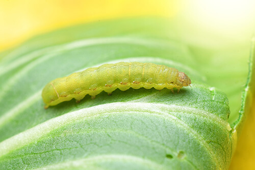 Cabbage worm feeds on cabbage leaf