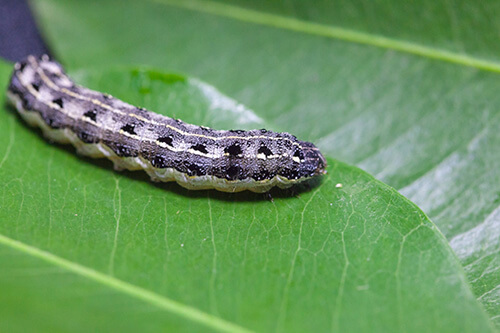 Cutworm is a common garden pest