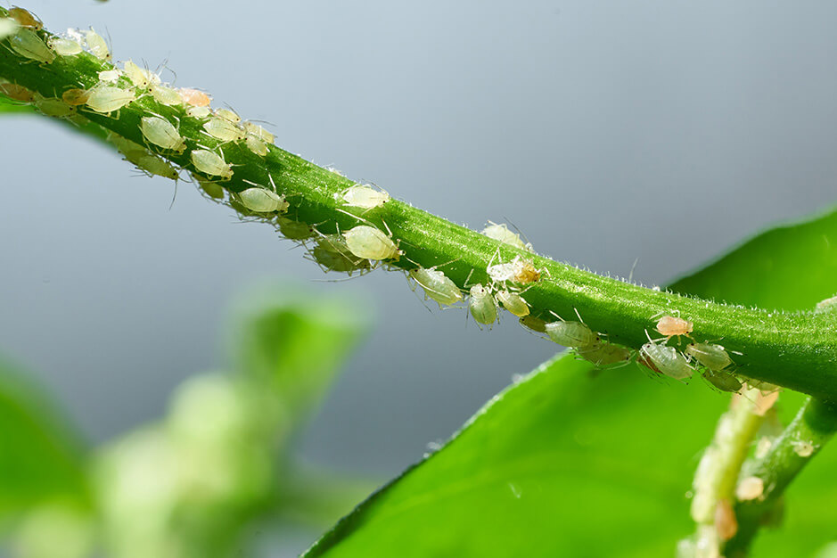 Common Lawn and Garden Pests Aphids