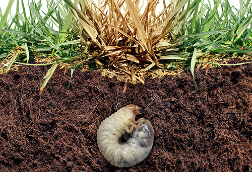 White Grubs feed on grass roots and destroy grass