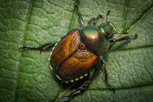 Japanese Beetles are a Common Lawn and Garden Pest