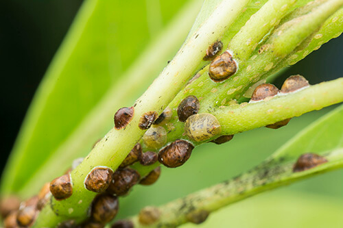 Scale Insects on stem - common pest