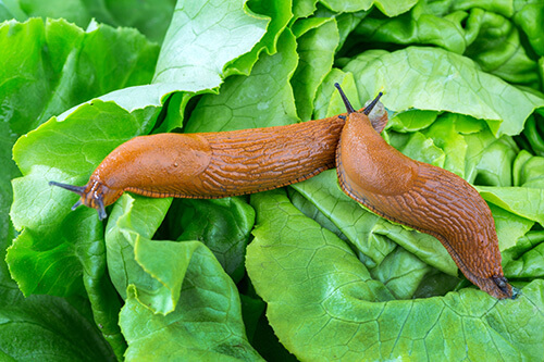 Common Lawn and Garden Pests - Slugs and Snails