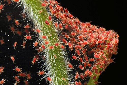 Tiny Spider Mites on Stem - Common Pest