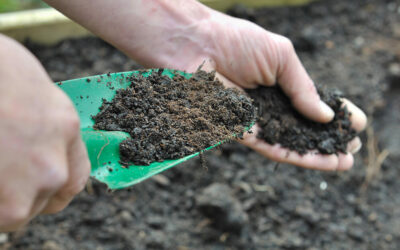 How to Amend Soil