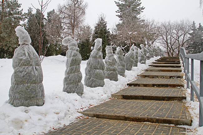 Protecting Newly Planted Trees from Frost and Snow