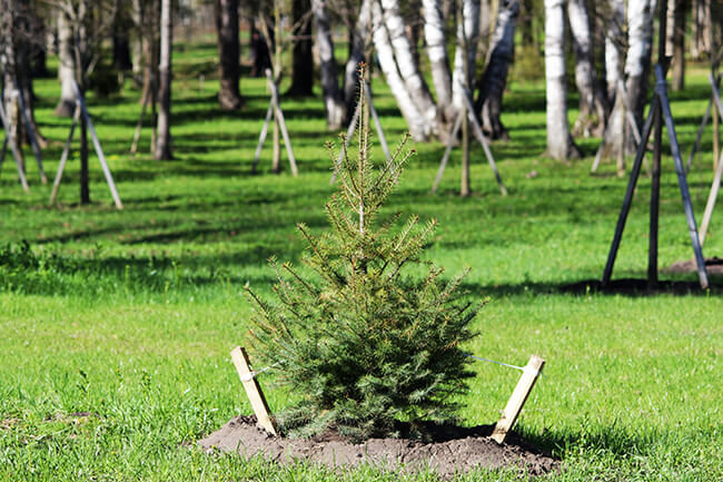 Protecting Newly Planted Trees from Wind