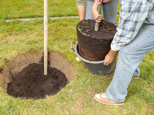 Watering Newly Planted Trees