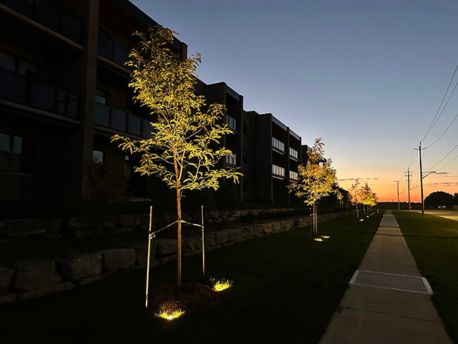 Staking Newly Planted Trees to protect from wind