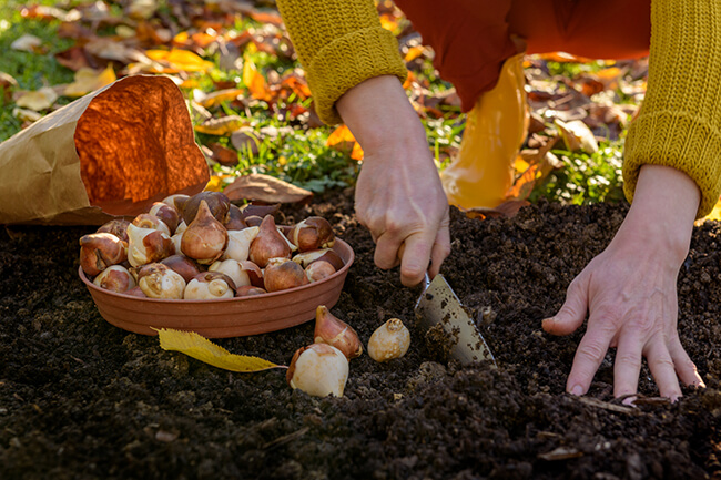 plant spring bulbs in the fall landscaping projects