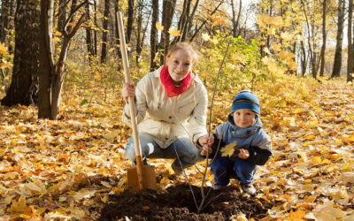 Is It Too Late To Plant Trees and Perennials in Ontario?