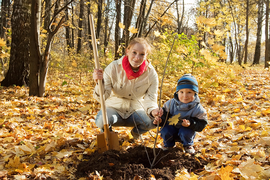 Is It Too Late To Plant Trees and Perennials in Ontario?