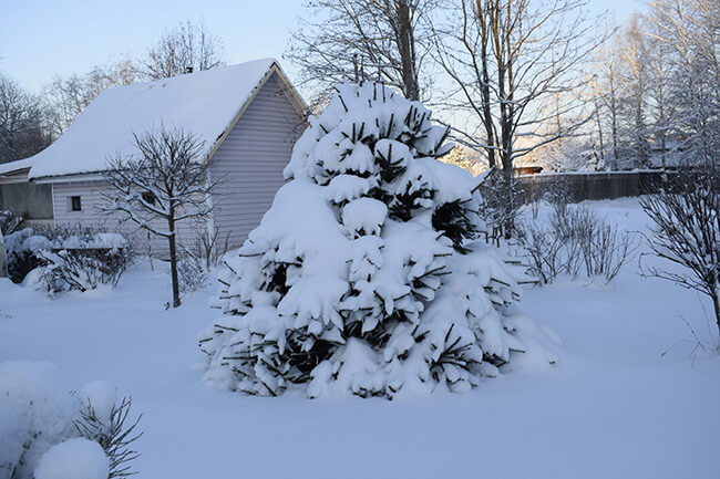 heavy snow on evergreens protect trees from snow damage