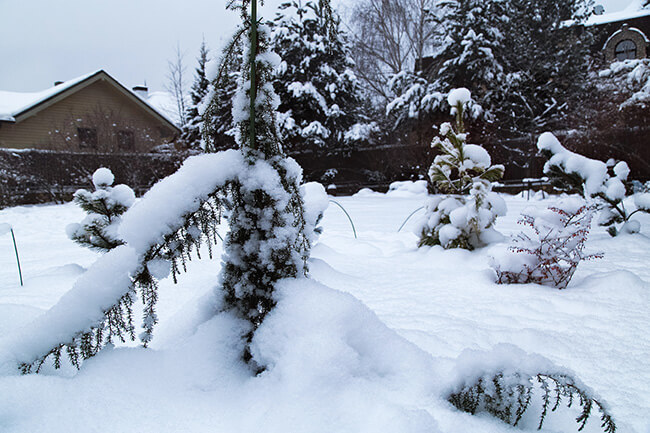 heavy snow on evergreens protect shrubs from snow damage