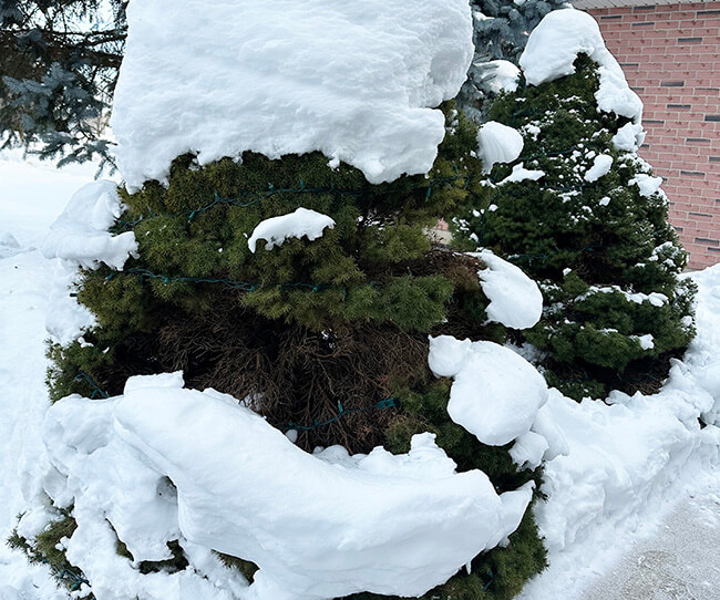 remove snow from trees and shrubs landscaping guide how-to protect trees from damage