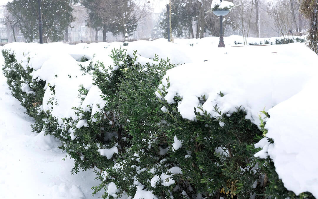 remove snow from trees and shrubs landscaping guide how-to protect trees from damage