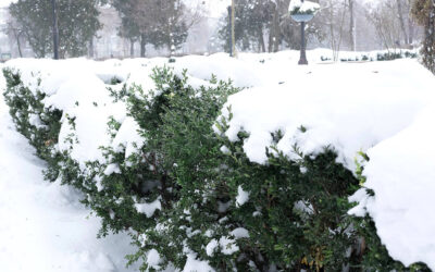 Should I Remove Snow from Trees and Shrubs?