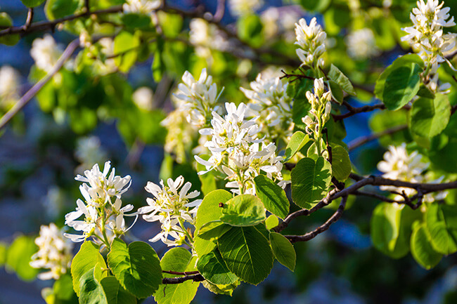 Why Some Plants and Trees Don't Survive Winter in Southwestern Ontario serviceberry in bloom hardy in zones 4-9