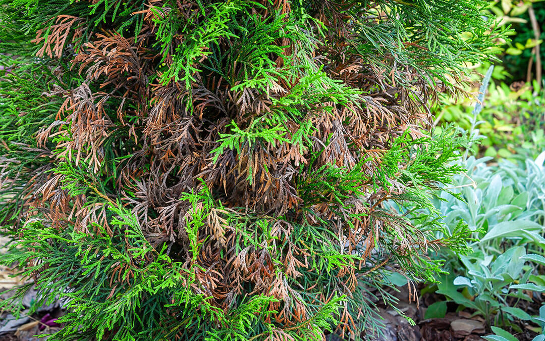 Why Some Plants and Trees Don’t Survive Winter in Southwestern Ontario